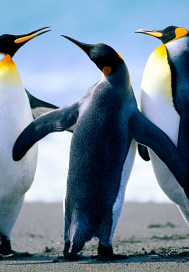 ����Σ��֮ʬ��